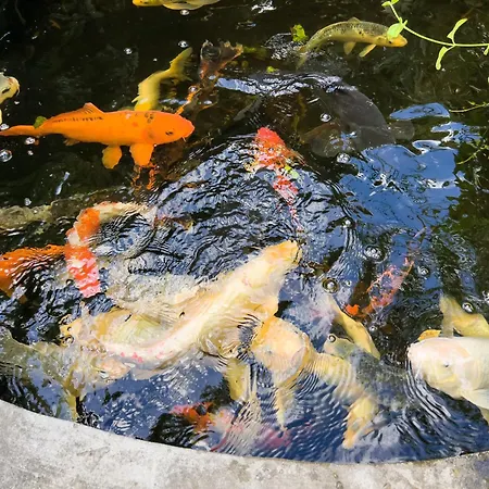 Mimosa Diano Marina: Exclusive Use Villa, Garden, Barbecue, 3 Bedrooms And 3 Bathrooms * Diano Marina