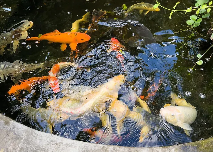 Mimosa Diano Marina: Exclusive Use Villa, Garden, Barbecue, 3 Bedrooms And 3 Bathrooms * Diano Marina